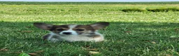 Welsh Corgi Pembroke dogs for sale: Fox - Ad 5