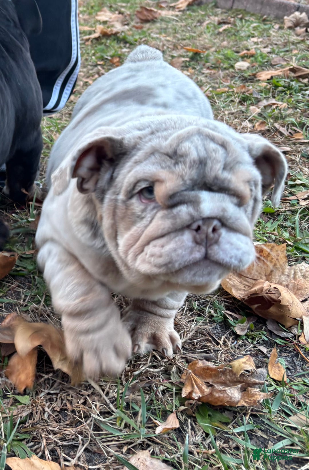 English Bulldog dogs for sale: Cookies - Ad 5