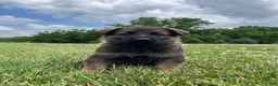 German Shepherd dogs for sale: Flynne - Ad 4