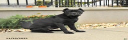 Cane Corso dogs for sale: Molly - Ad 4