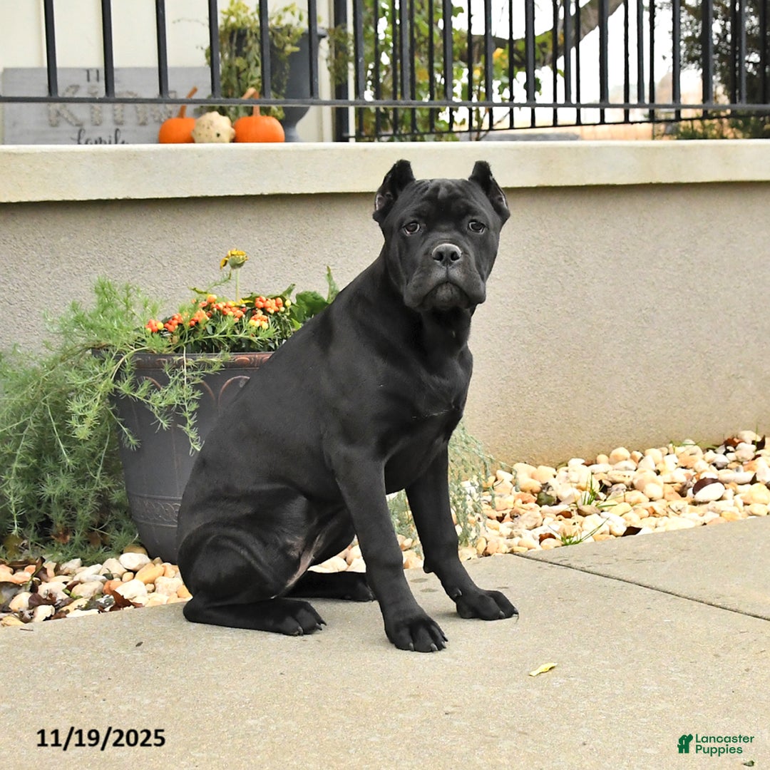 Cane Corso dogs for sale: Molly - Ad 4
