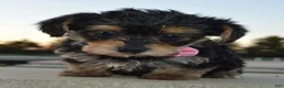 Yorkiepoo dogs for sale: Tiny Stella - Ad 7