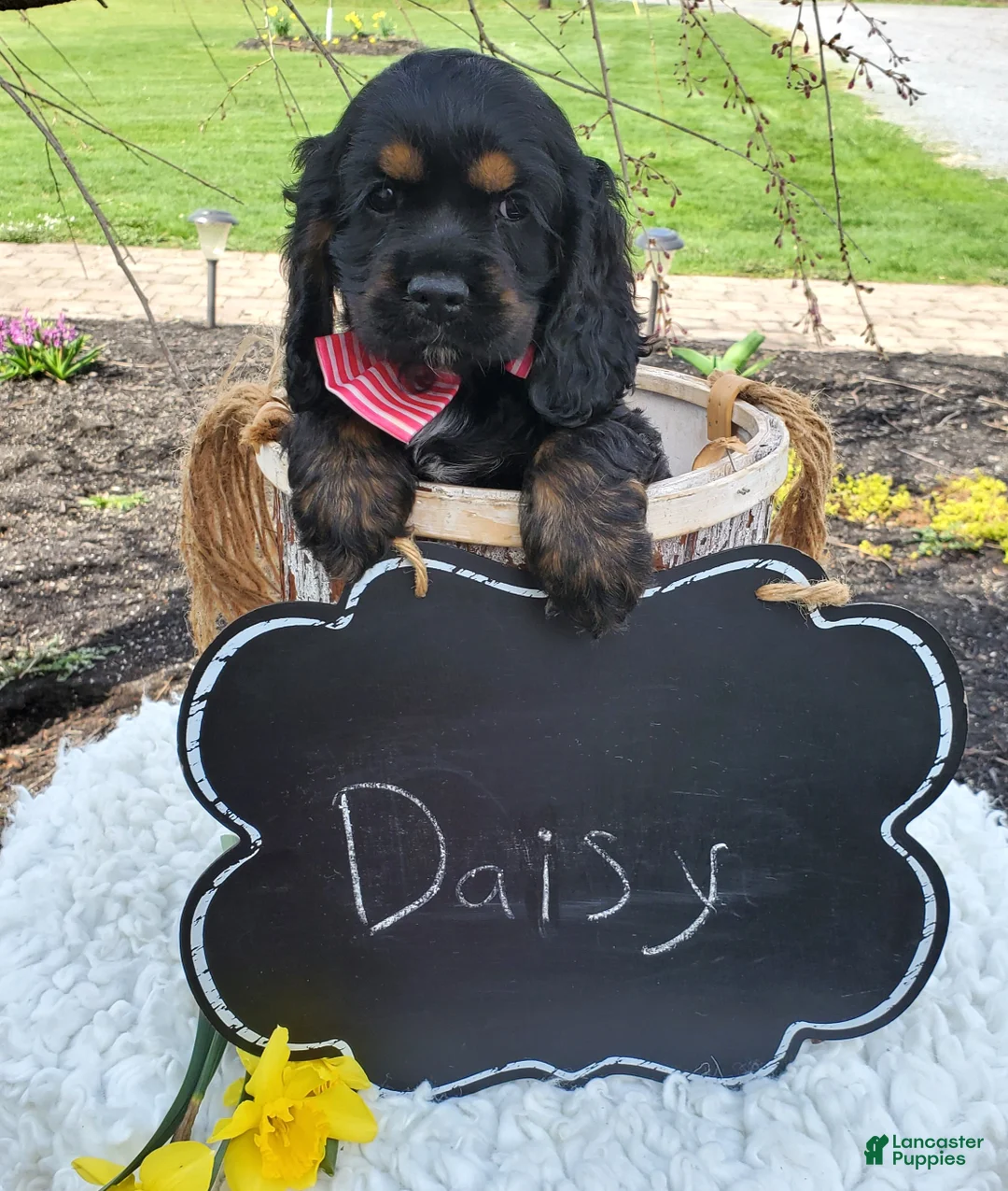 Cocker Spaniel dogs for sale: Daisy - Ad 5