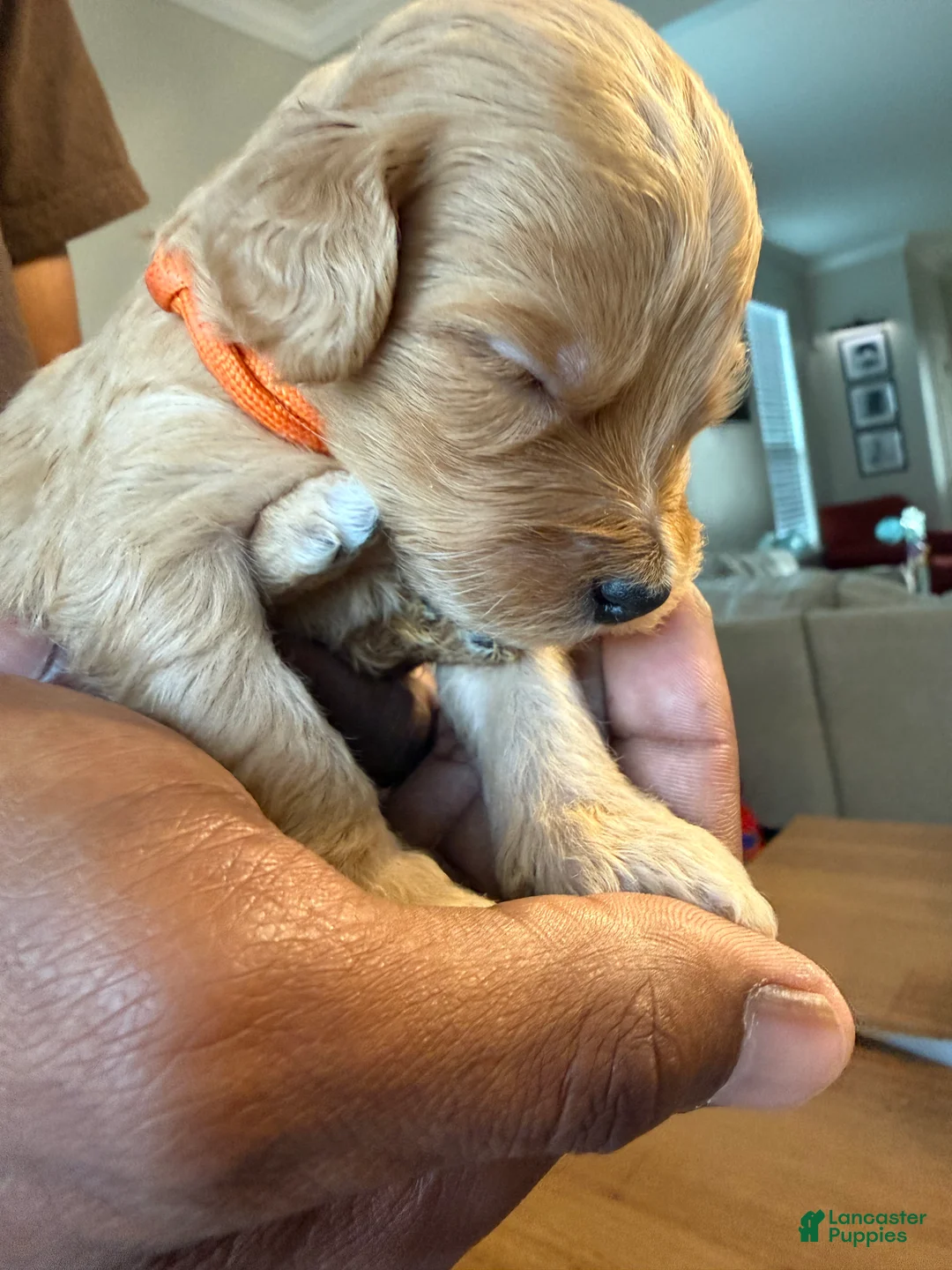 Mini Goldendoodle dogs for sale: Kith - Ad 2