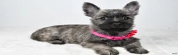 Cairn Terrier dogs for sale: Vicky - Ad 1