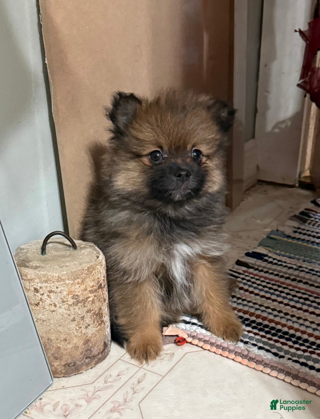 Pomeranian dogs for sale: Rowdy - Ad 1