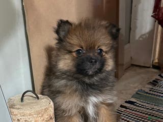 Pomeranian dogs Rowdy - Ad 7
