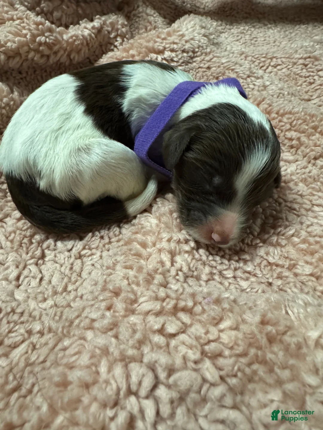 Goldendoodle dogs for sale: Goldendoodle 7 - Ad 1