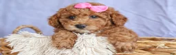 Miniature Poodle dogs for sale: ANGIE - Ad 13