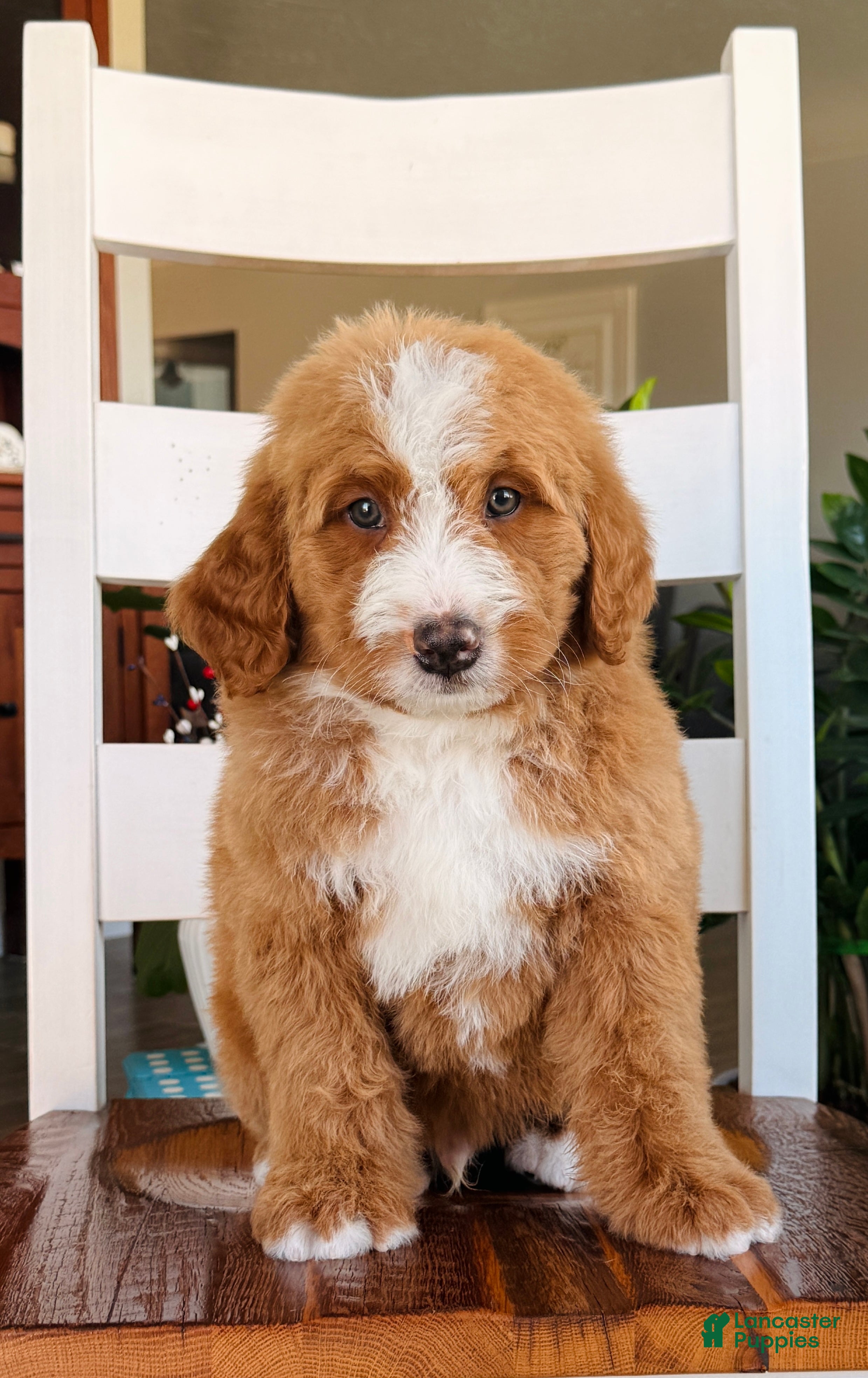 Bernedoodle dogs Max - Ad 1