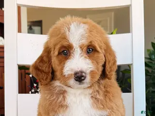 Bernedoodle dogs for sale: Max - Ad 2
