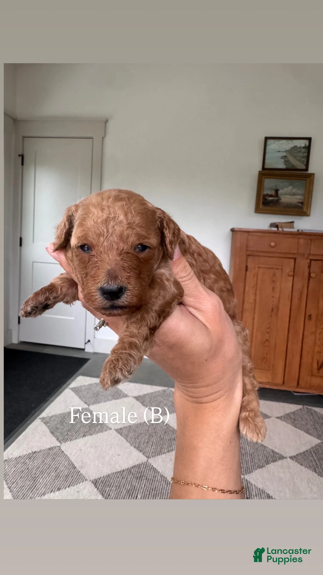 Mini Goldendoodle dogs for sale: Mini Goldendoodle Puppy 5 - Ad 1