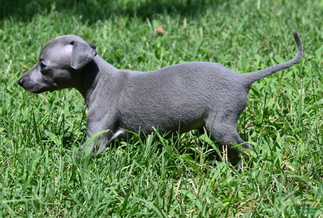 Italian Greyhound dogs for sale: Millie - Ad 1