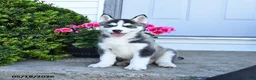 Pomsky dogs for sale: Rocky - Ad 2