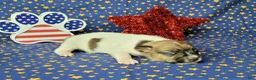 Jack Russell Terrier dogs for sale: CKC "Roxi" delivery available  - Ad 1