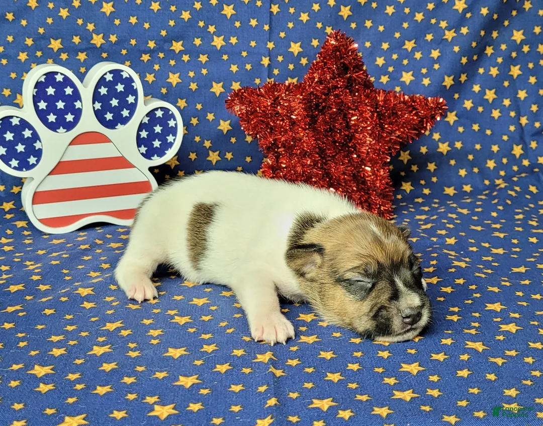 Jack Russell Terrier dogs for sale: CKC "Roxi" delivery available  - Ad 1