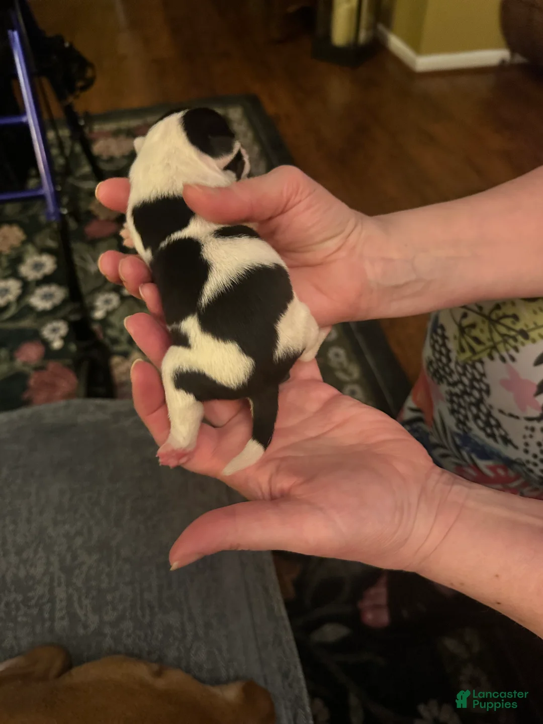 Mixed Breed dogs for sale: English Bulldog Puppy 8 - Ad 5