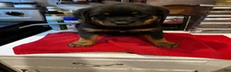 Rottweiler dogs for sale: Rottweiler 4 - Ad 2