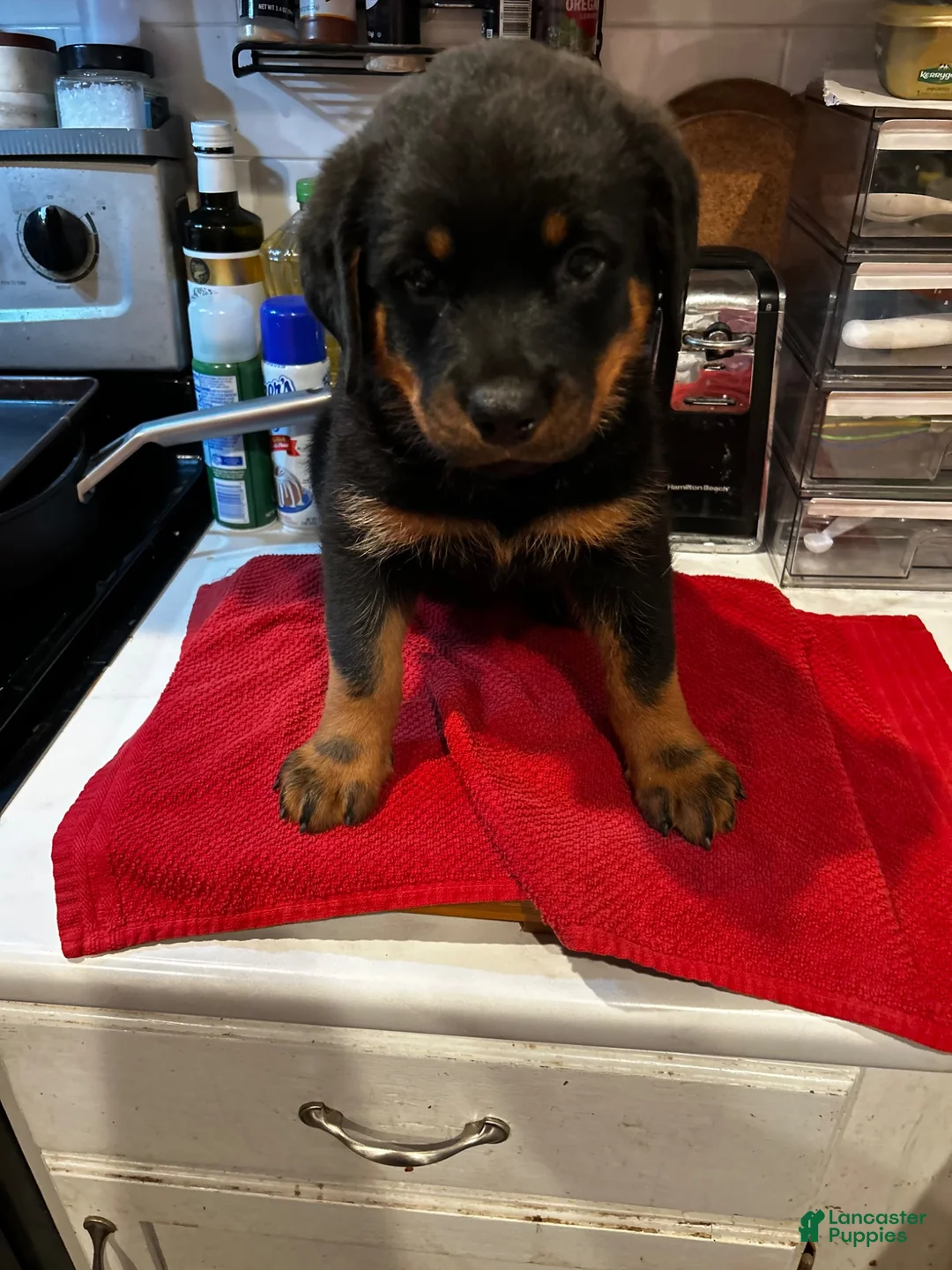 Rottweiler dogs for sale: Rottweiler 4 - Ad 2