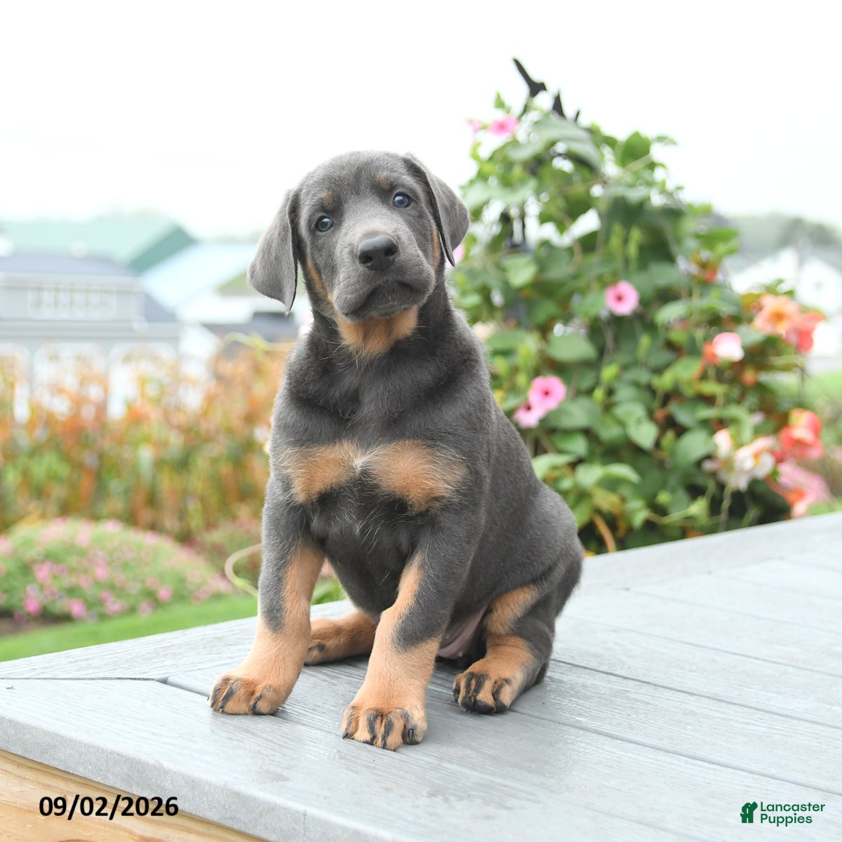 Mixed Breed dogs Fern - Ad 1