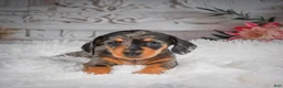 Miniature Dachshund dogs for sale: AKC-Haley - Ad 4