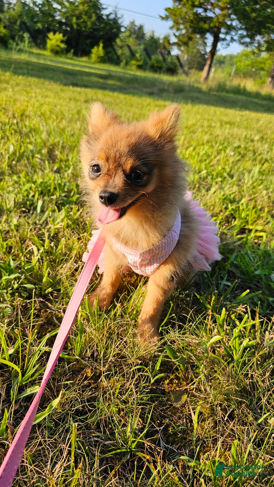 Pomeranian dogs for sale: Kora - Ad 16