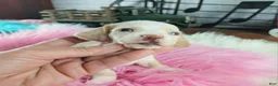 Dachshund dogs for sale: Nationwide delivery. Sugar pies piebald girl Freckle nose - Ad 8