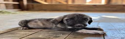Anatolian Shepherd dogs for sale: Aspen 2026 Male 3 - Ad 2