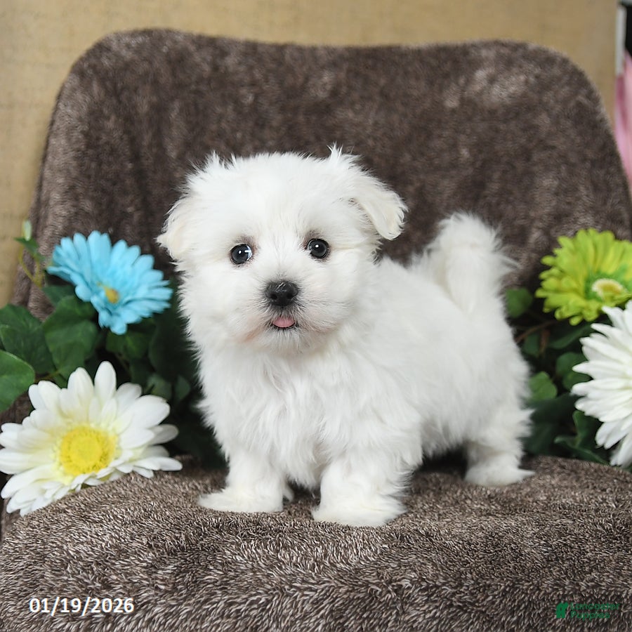 Maltese dogs Griffon - Ad 5