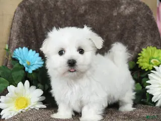 Maltese dogs Griffon - Ad 40