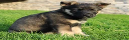 Mixed Breed dogs for sale: bella - Ad 2