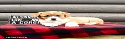 Welsh Corgi Pembroke dogs for sale: Mason - Ad 4