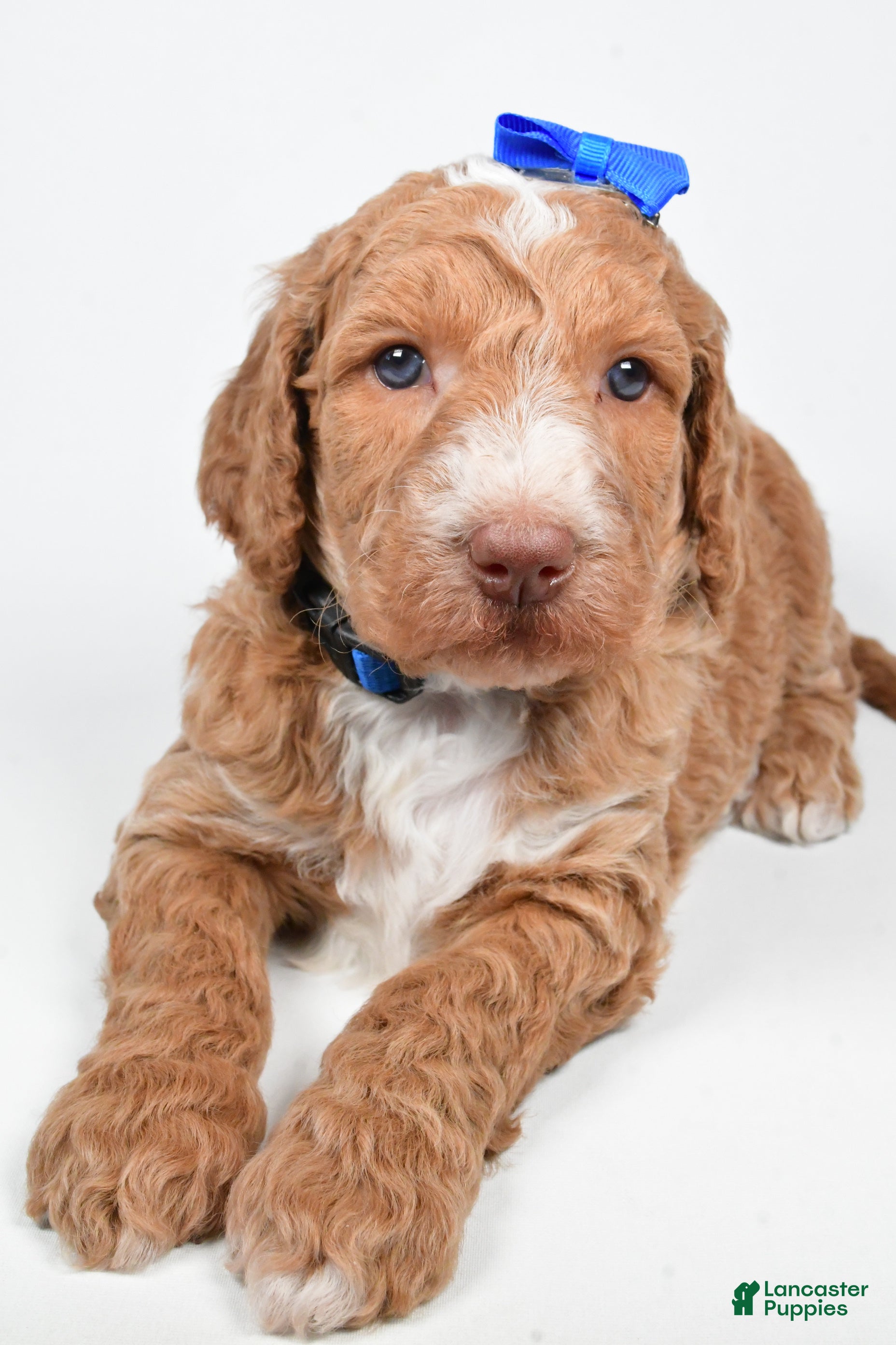 Standard Poodle dogs Finley - Ad 4