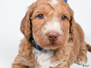 Standard Poodle dogs Finley - Ad 4