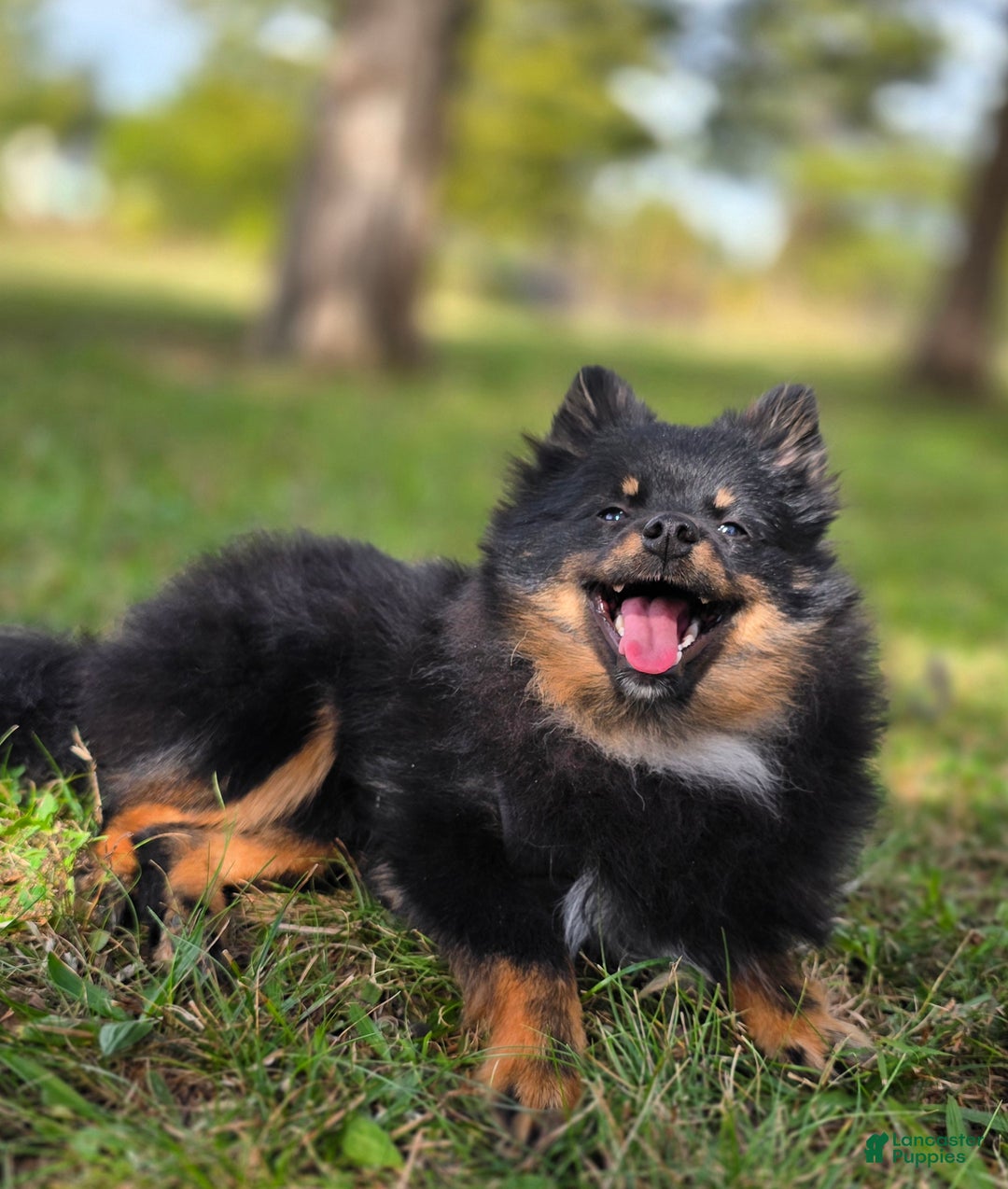 Pomeranian dogs for sale: Kora - Ad 17