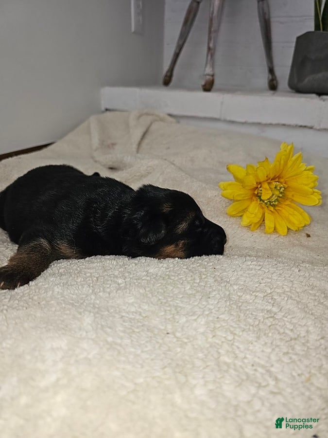 German Shepherd dogs for sale: Marley - Ad 1