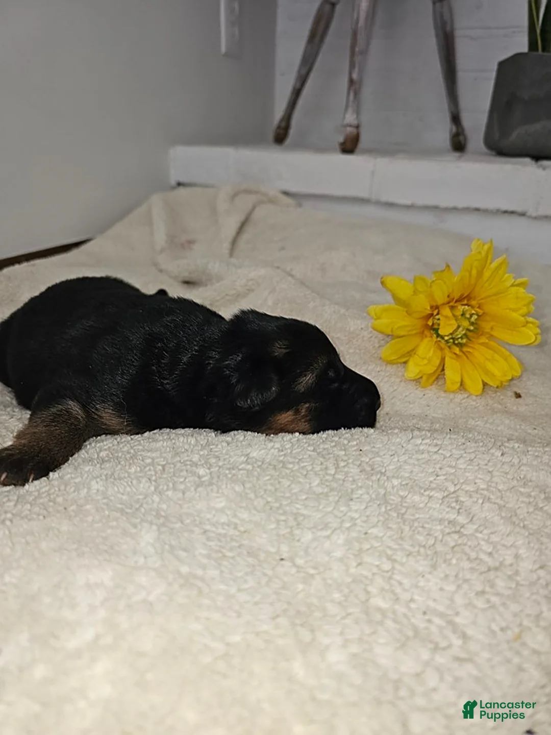 German Shepherd dogs for sale: Marley - Ad 1