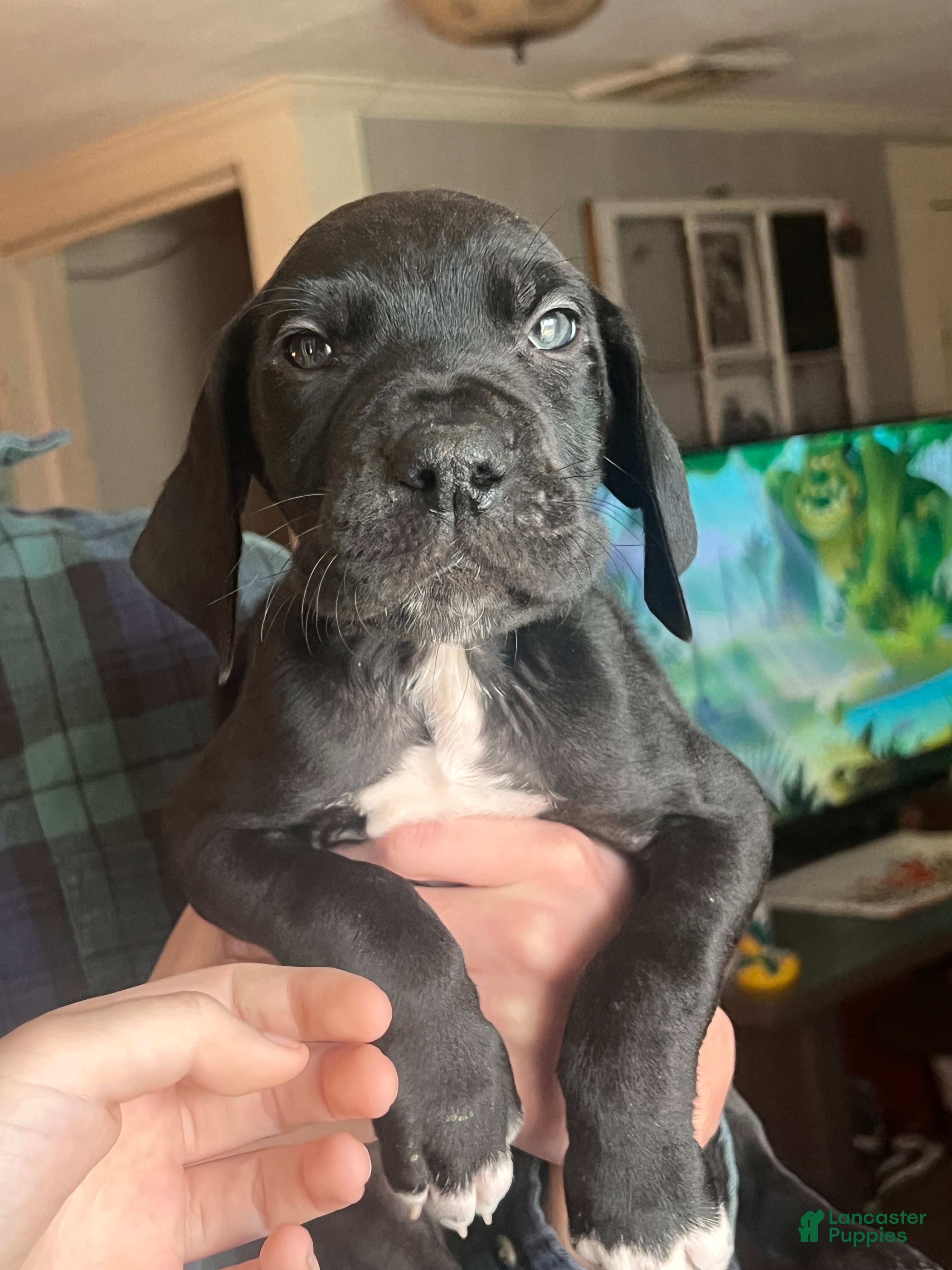 Great Dane dogs Great Dane Puppy 1 - Ad 38