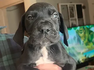 Great Dane dogs Great Dane Puppy 1 - Ad 38