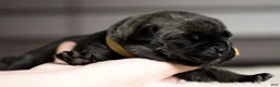 Cane Corso dogs for sale: Black Velvet Abyss Voodoo Queen - Ad 3