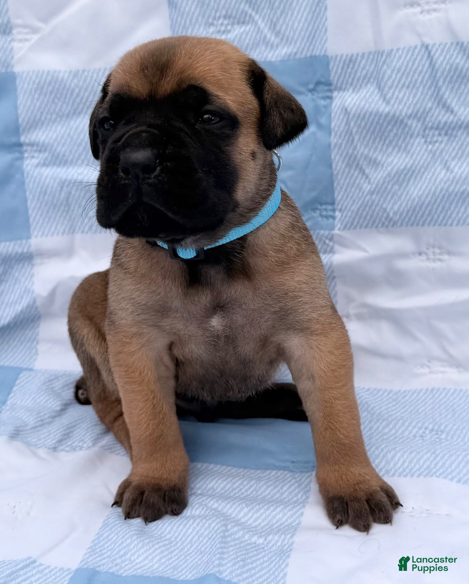 Cane Corso dogs Cane Corso 6 - Ad 2