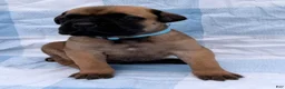 Cane Corso dogs for sale: Cane Corso 6 - Ad 2
