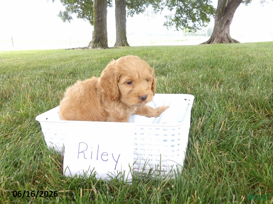 Cockapoo dogs Riley - Ad 1