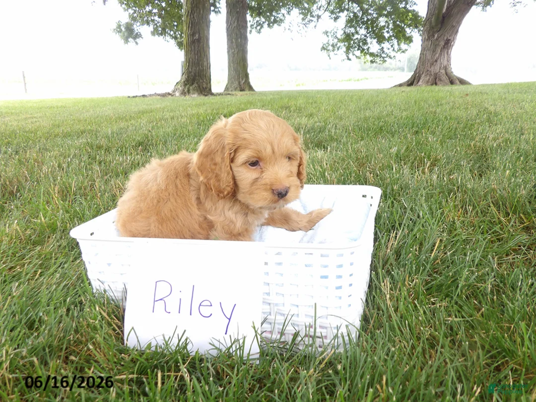 Cockapoo dogs for sale: Riley - Ad 1