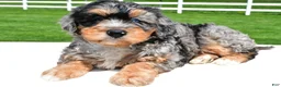 Mixed Breed dogs for sale: Brianna - Ad 7