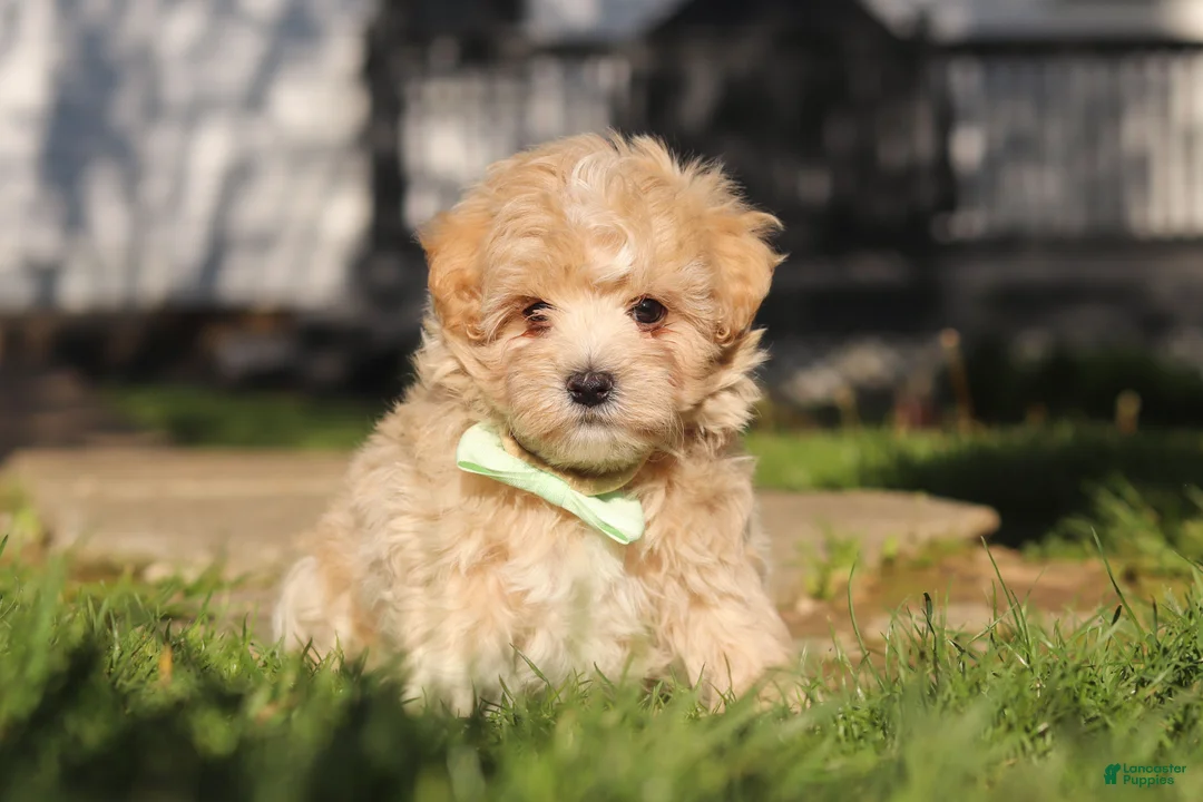 Maltipoo dogs for sale: Lane - Ad 1