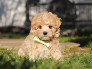 Maltipoo dogs for sale: Lane - Ad 4