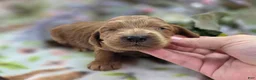 Cockapoo dogs for sale: Cerulean - Ad 4