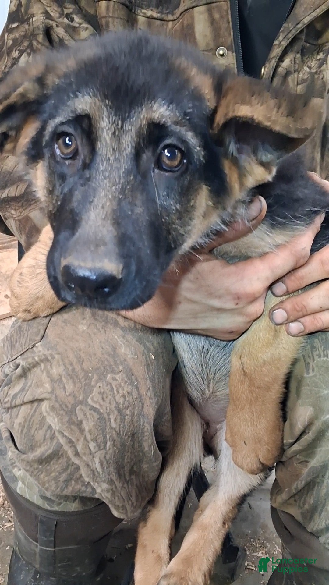 German Shepherd dogs for sale: German Shepherd Puppy 5 - Ad 3