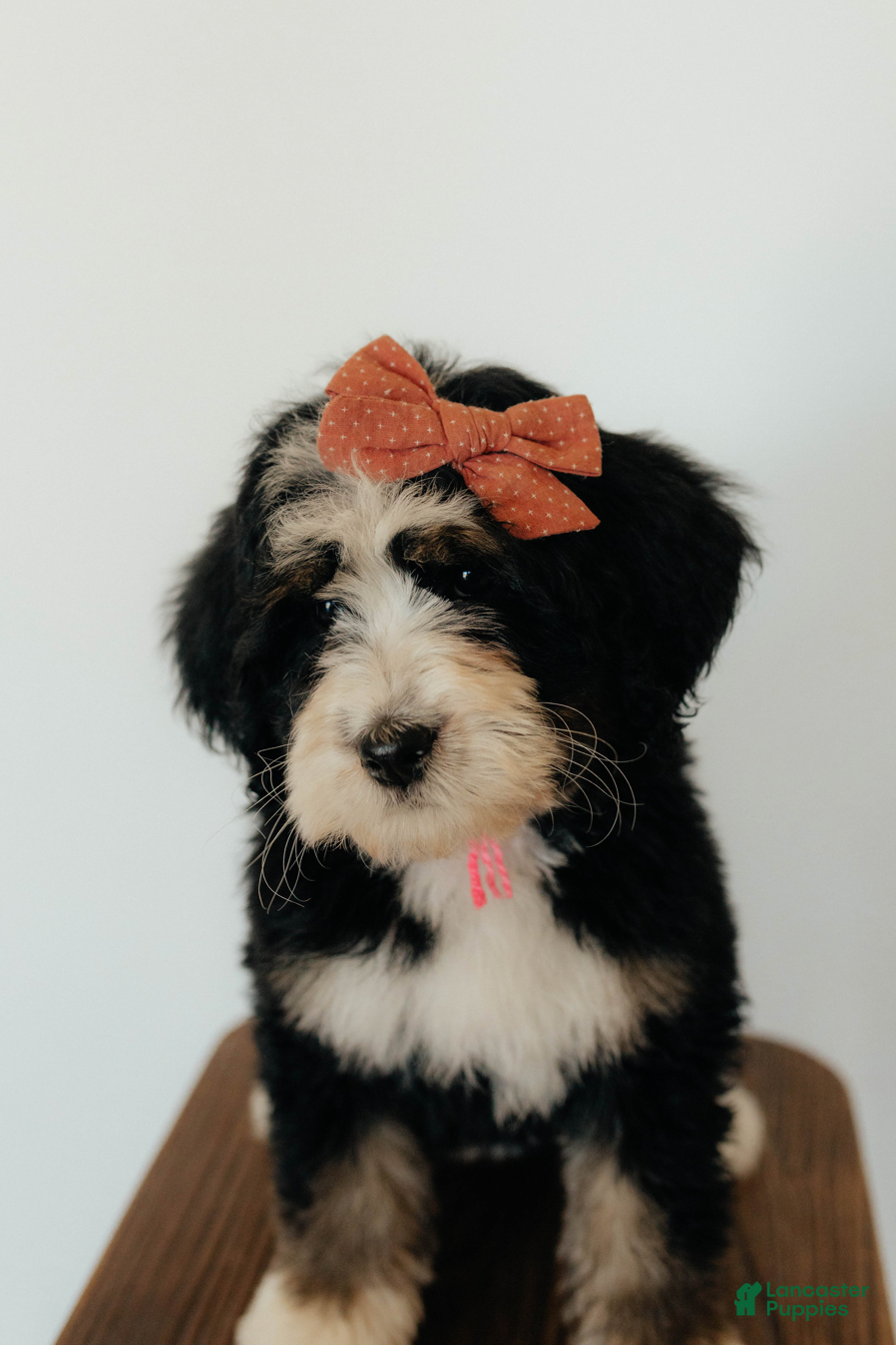 Bernedoodle dogs Medium Sized Female Bernedoodle - Hera - Ad 2